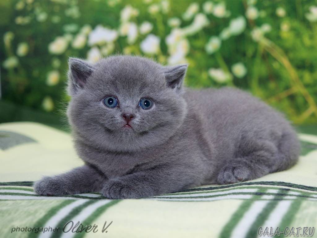 голубой британский котёнок