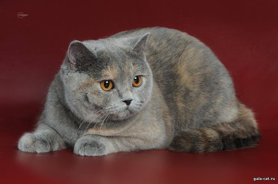 Британская кошка Zarina High Class*RU
