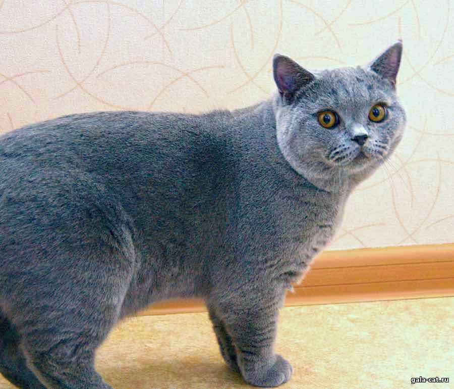 Британский кот Зефир, 8 мес