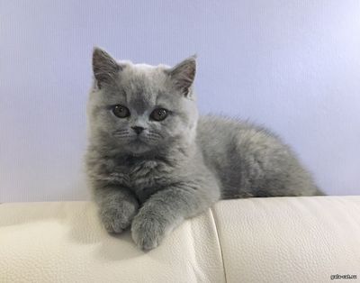 британский котенок голубой