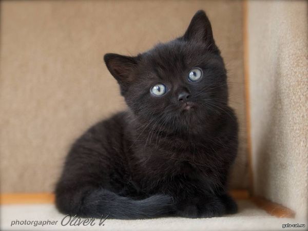чёрный британский котёнок