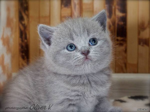 британский котёнок голубой