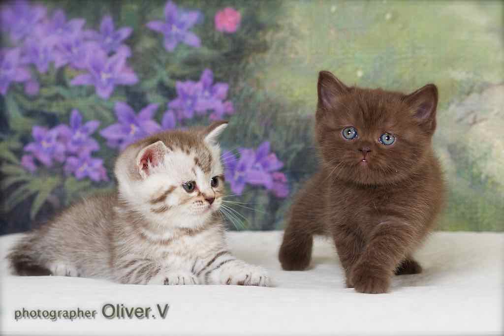 британские шоколадные котята