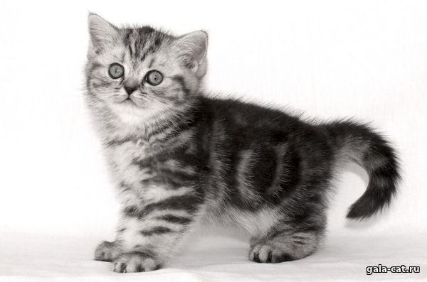 британские серебристые мраморные котята