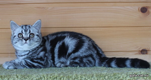 Британский котенок черный серебристый мраморный