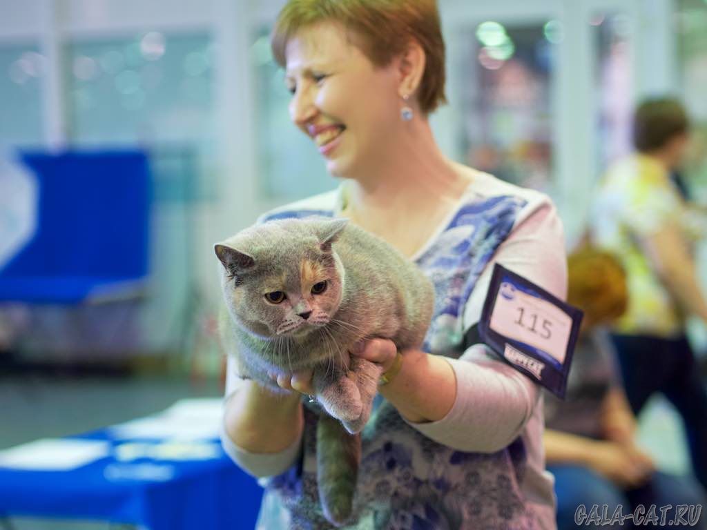 Британская кошка на выставке в Сокольниках 12 мая 2018, Москва