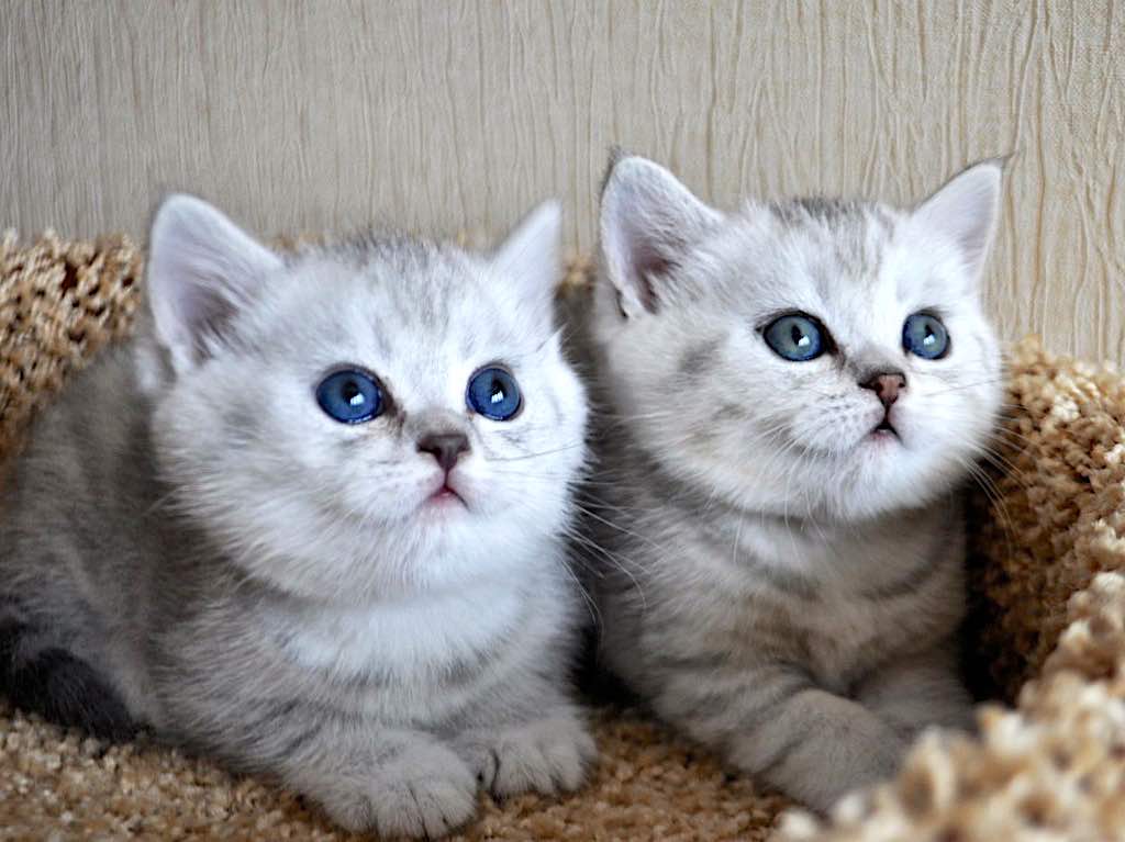 Британские серебристые котята в возрасте 7 недель