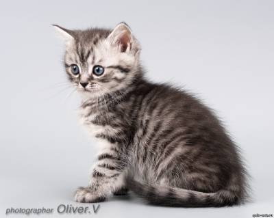Британские котята серебристые пятнистые, 6 недель