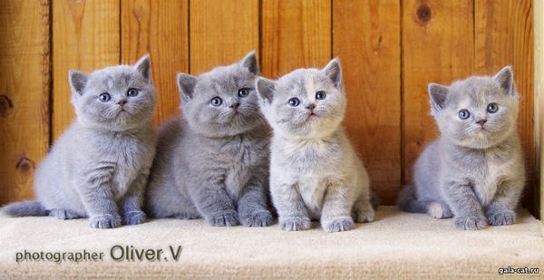 голубые британские котята, 5 недель gala-cat.ru