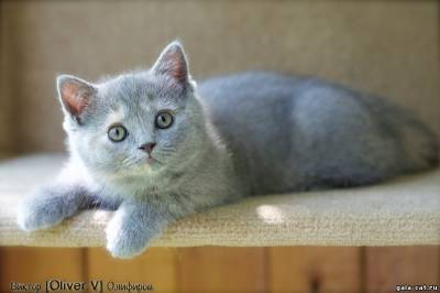 британская кошка Зарина, 10 нед., gala-cat.ru
