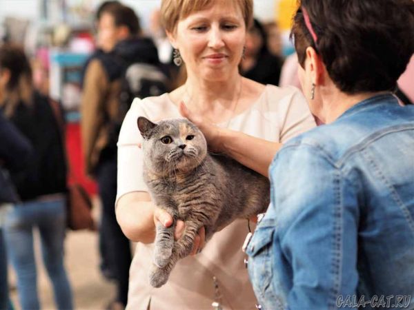 Британская кошка IC.Zoluschka High Class на выставке Sopot-2018