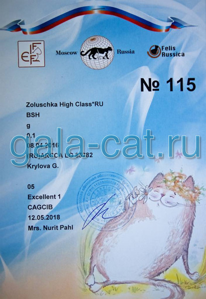 Диплом CAGCIB британской кошки Zoluschka High Class*RU