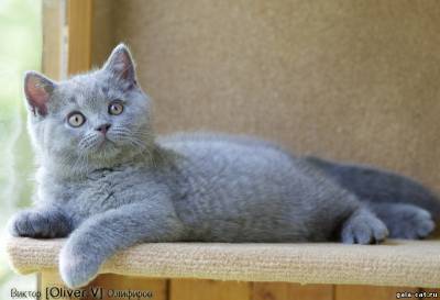 британский кот Захар, 10 нед., gala-cat.ru