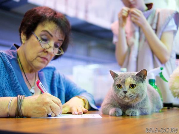 Судья mrs.Nurit Pahl - Выставка кошек в Сокольниках 2018-05-12, Москва