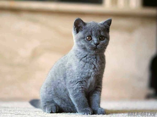 голубой британский котенок