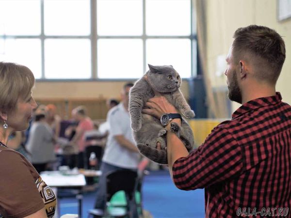 Британская кошка IC.Zoluschka High Class на выставке Tczew-2018