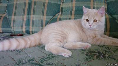 Британский кремовый кот из питомника gala-cat.ru