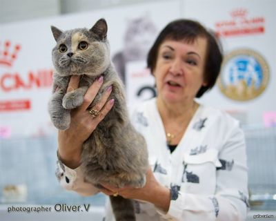 Золушка на своей первой выставке кошек CFA - Grand Prix Royal Canin