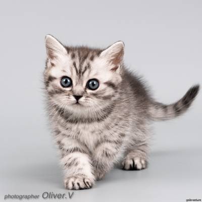 Британские котята серебристые пятнистые, 6 недель