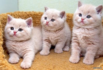 Кремовые британские котята, возраст 5 недель, питомника gala-cat.ru