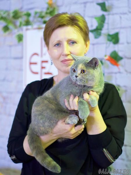 Британская кошка на выставке в Сокольниках 13 мая 2018, Москва