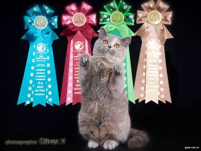 Наша Золушка - лучший британский котенок CFA на Grand Prix Royal Canin