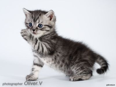 Британские котята серебристые пятнистые, 5 недель