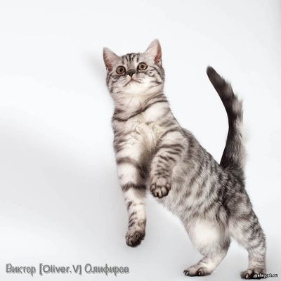 Британская кошка серебристая пятнистая