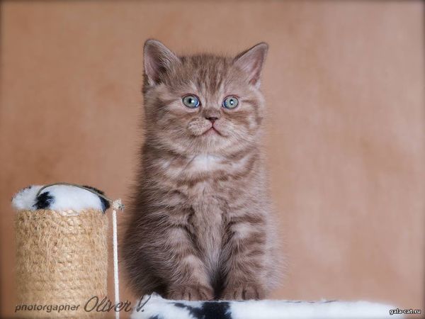 британский котёнок шоколадный серебристый, 6 недель