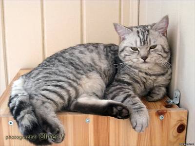 Британский кот серебристый пятнистый
