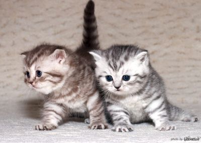 Британские серебристые котята в возрасте 20 дней, gala-cat.ru