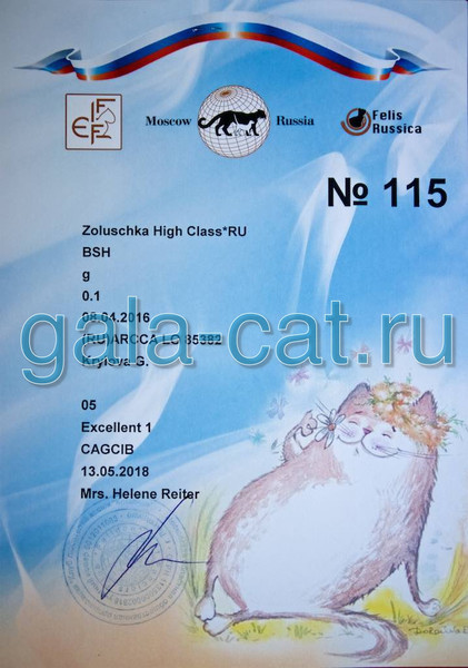 Диплом CAGCIB британской кошки Zoluschka High Class*RU