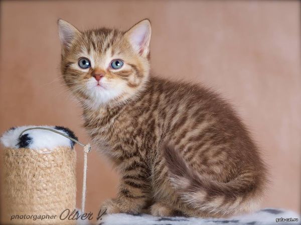 британский котенок шоколадный пятнистый, 6 недель