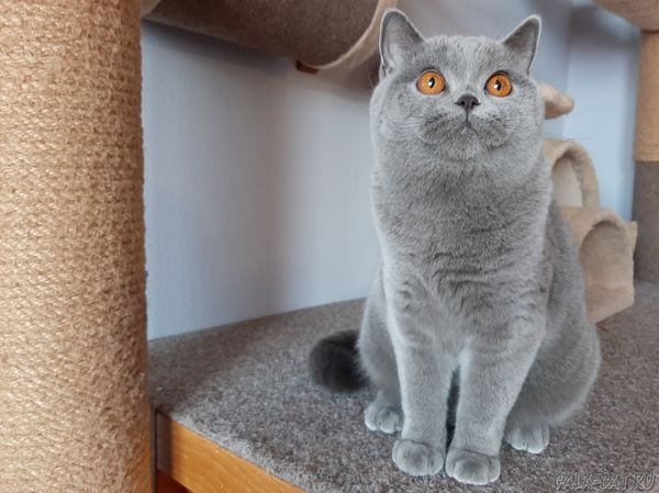 голубая британская кошка
