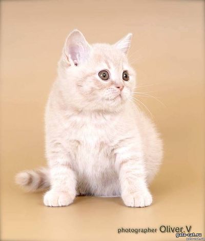 Британский кремовый котик в возрасте 10 недель