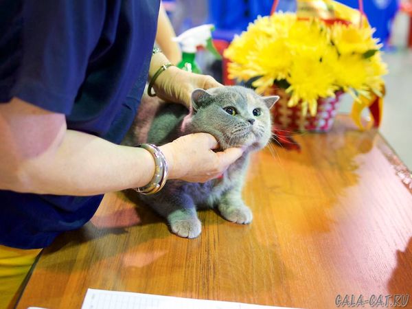Британская кошка на выставке в Сокольниках 12 мая 2018, Москва