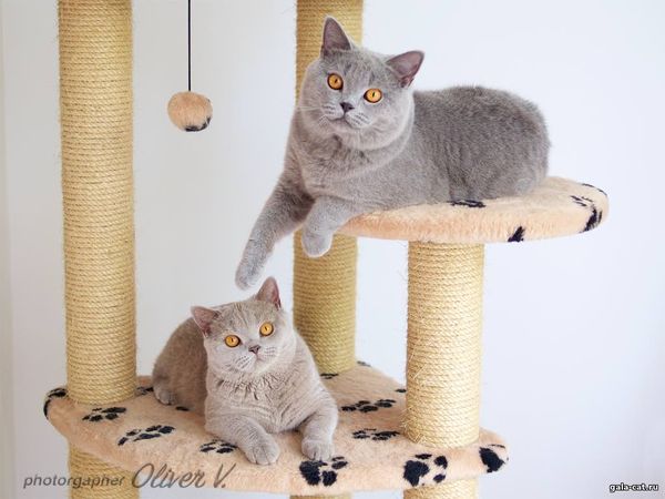 британские кошки из питомника gala-cat.ru