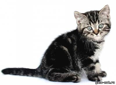 Британский котенок черный серебристый мраморный