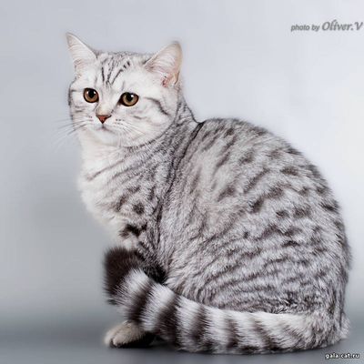 Британская серебристая пятнистая кошка в возрасте 5 мес, Gala-cat.ru