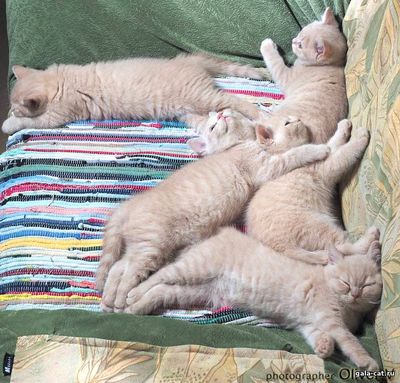 Британские кремовые котята в возрасте 2 мес, Gala-cat.ru