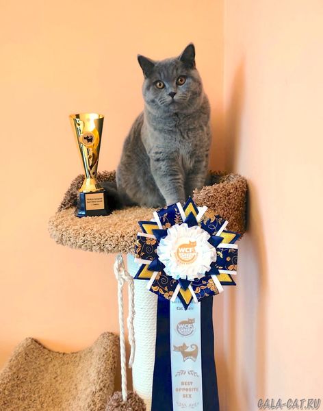 голубой британский котик на выставке КОТОМУР-2022