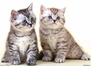 Британские серебристые пятнистые котята в возрасте 8 нед. gala-cat.ru