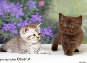 Британские шоколадные серебристые котята в возрасте 5 нед. gala-cat.ru