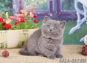 Голубой британский котенок