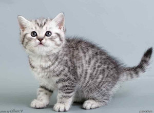 Британский серебристый пятнистый котенок в возрасте 8 нед. Gala-cat.ru