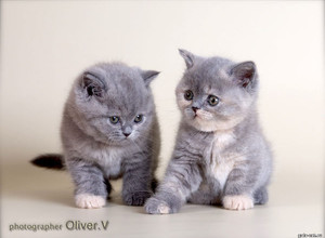 Голубо-кремовые британские котята