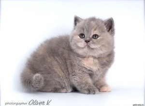 Голубо-кремовая британская кошечка в возрасте 5 недель gala-cat.ru