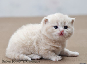 Кремовая британская кошечка в возрасте 18 дней gala-cat.ru