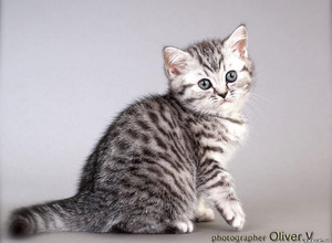 Британская серебристая пятнистая кошка в возрасте 10 нед. Gala-cat.ru