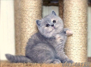 Голубо-кремовая британская кошечка в возрасте 7 недель gala-cat.ru